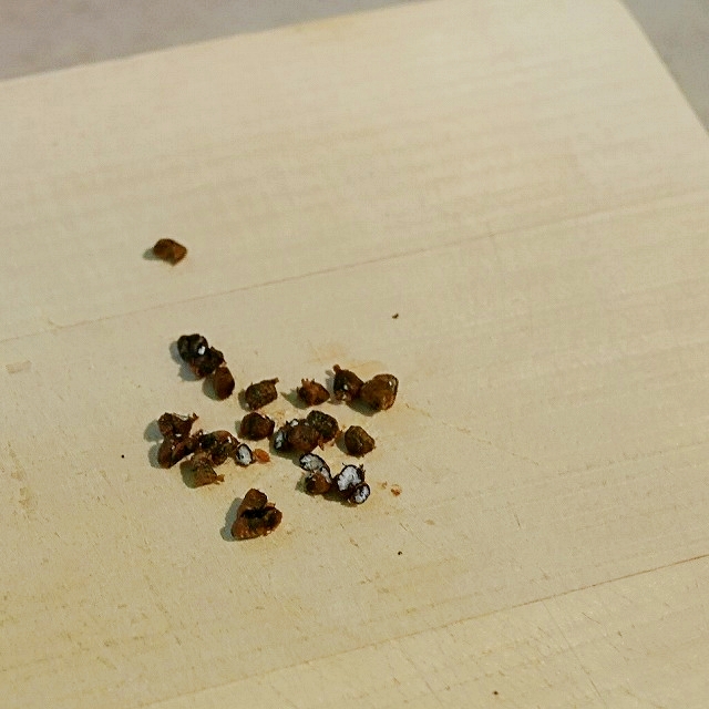 Punjas Cardamon (Elaichi) 10g　カルダモンシード　カルダモンの種の口コミ